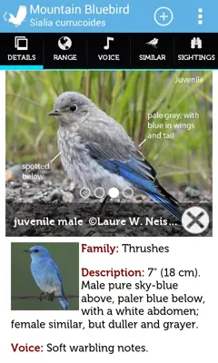 Audubon Bird Guide android App screenshot 3